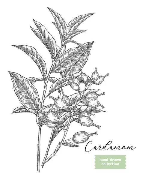 Kakule bitkisi ve kabuk vektör çizimi. El çizimi kakule dalı. Mutfak bitkisi taslak stili.