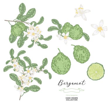 Bergamot meyve dalı seti, çiçekler ve yapraklar. Citrus bergamia bitkisi. Vektör çizimi botanik. Renkli el çizimi.