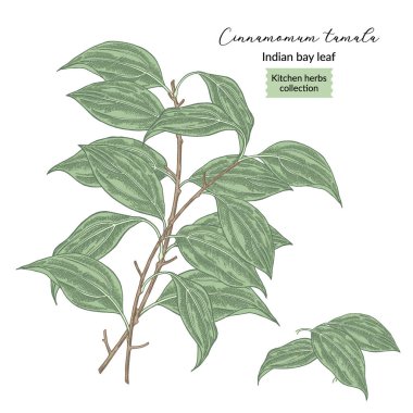 Hint defne yaprağı bitki vektör çizimi. Tarçınlı tamala yaprakları. Eski usul mutfak bitkileri..