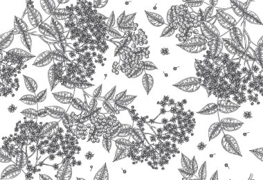 Elderflower kusursuz desen. Beyaz arka planda yaşlı çiçekler ve böğürtlenler. Vektör illüstrasyon klasiği.