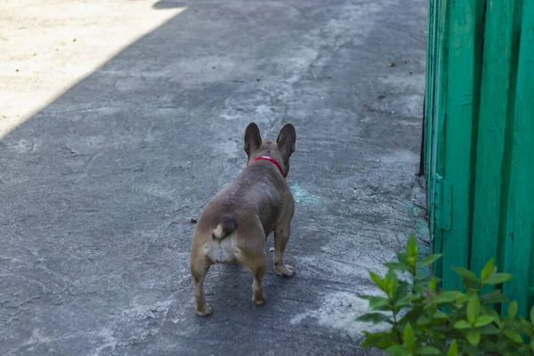 Curioso Brown Bulldog Francés Caza Lindo Bulldog Francés Jugando —  Fotos de Stock