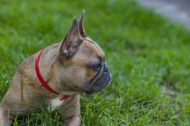 Otların üzerinde yatan tatlı Fransız bulldog kızı. Kırsalda yaz