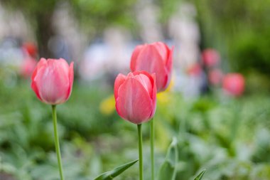 Parkta açan laleler.