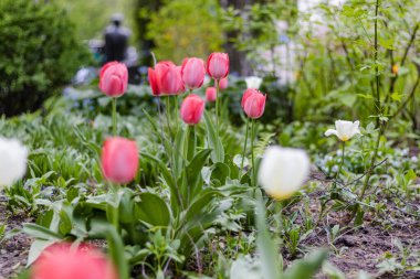 Nisan 'da her yıl açan soğanlı çiçek, Ukrayna' da çok canlı renklerde pembe beyaz laleler.