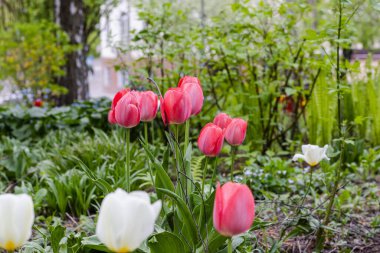 Nisan 'da her yıl açan soğanlı çiçek, Ukrayna' da çok canlı renklerde pembe beyaz laleler.