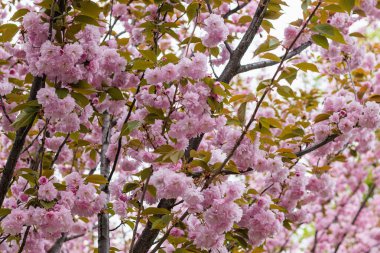 Parktaki kiraz çiçekleri çiçek açmış vaziyette. Bu kiraz çiçeğinin adı Zakura. Bilimsel adı Cerasus Lannesiana Carriere, 1872 Kawazu-zakura. Duvar kağıdı arkaplanı