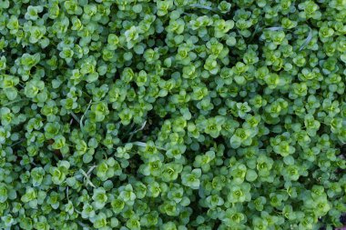 Küçük yeşil yaprakların yakın görüntüsü, filizlenen duvar kağıdı konsepti, doğa arka planı