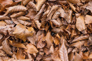 Parkta yerde kahverengi sonbahar yaprakları, sonbahar arka planında kuru yapraklar. Sonbahar yaprakları yerde