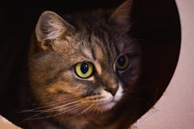 Açık yeşil gözlü şirin gri bir İngiliz kedisi kutu evinde yatıyor ve tuhaf bir şekilde bakıyor.