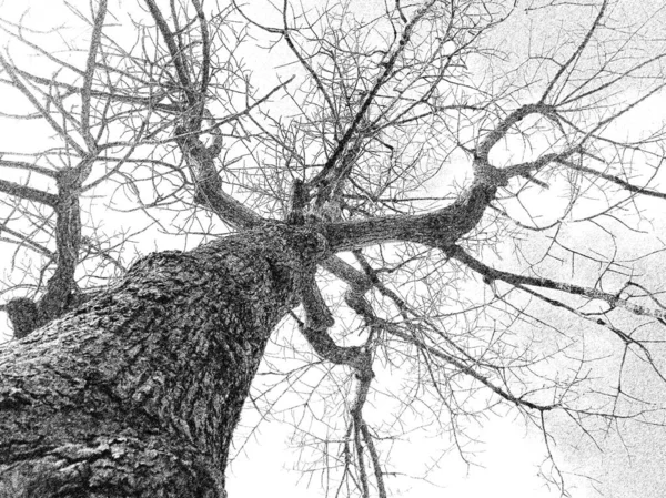 Baum Ohne Blätter Skizze Baumskizze Blattloser Baum Stamm Äste — Stockfoto