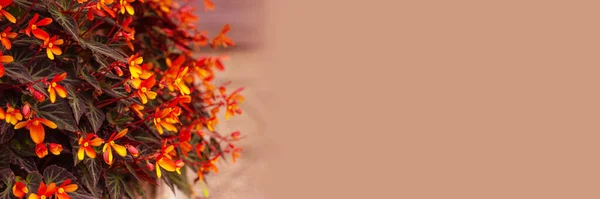 Stock image banner with beautiful autumn orange flowers and copy space