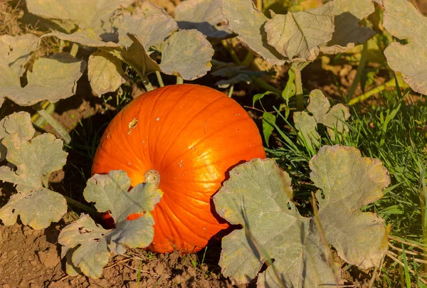Großer Orangefarbener Kürbis Auf Dem Feld Zwischen Den Blättern Bauernmarkt — Stockfoto