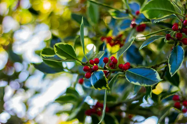 Gren Ett Träd Med Gröna Vita Blad Och Röda Bär — Stockfoto