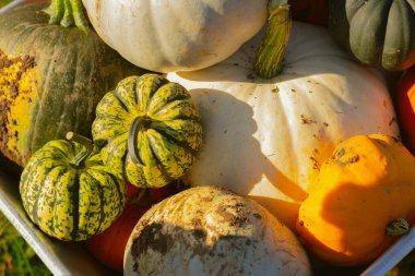 Güneşli bir günde el arabasında bir sürü farklı balkabağı resmi. Çiftçi pazarı ve hasat festivali