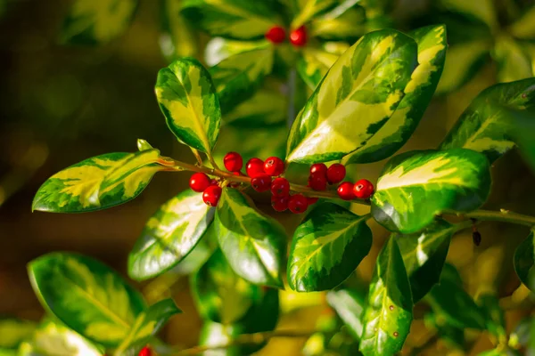 Närbild Gren Ett Träd Med Gröna Vita Blad Och Röda — Stockfoto