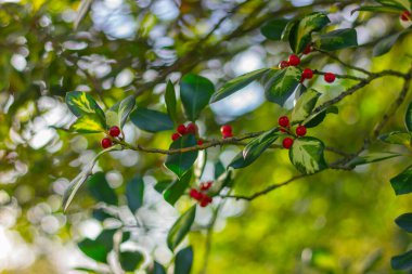 Yeşil-beyaz yapraklı ve kırmızı meyveli ağaç. doğal arkaplan