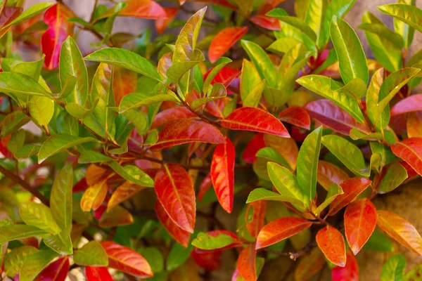 stock image close up tree with autumn green and red leaves. natural background