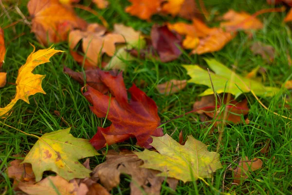 Folhas Coloridas Bordo Outono Chão Fundo Natureza — Fotografia de Stock