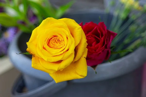 Желтая Красная Роза Крупным Планом Вазе — стоковое фото