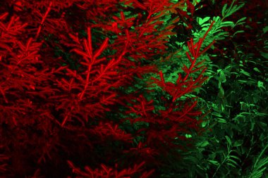 Parktaki ilk parklar yeşil ve kırmızıdır. Doğa, Noel ve şenlik geçmişi