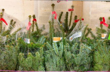 02 Aralık 2022, Bath, İngiltere, İngiltere. Noel ağaçları, mağaza yakınlarındaki sokakta satılmak üzere özel ağlarda paketlenir.