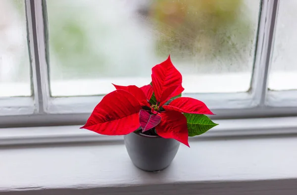 small red poinsettia flower on the window sill. Christmas star plant