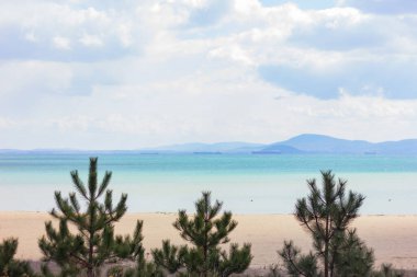 silhouettes of pine trees on the background of the beach and the sea. nature, background, landscape