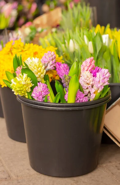 spring flowers, colorful bouquets of blooming hyacinths in a black bucket in a floral shop