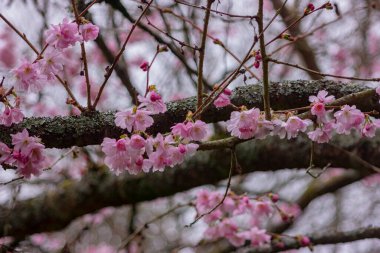 Çiçek açan bir bahar ağacında pembe çiçekler. doğa, arkaplan.