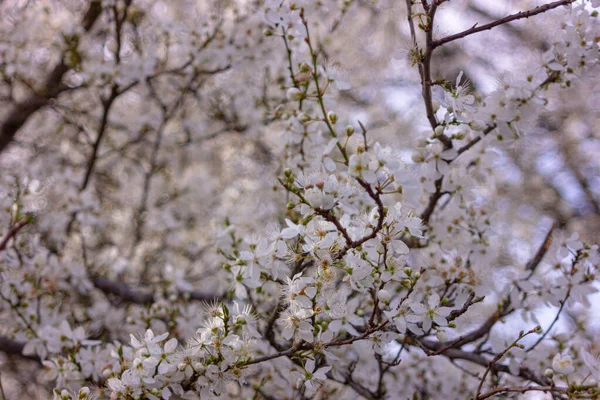 Blommande Träd Med Vita Blommor Trädgården Vår Natur Bakgrund — Stockfoto