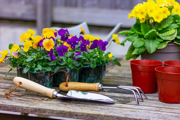 テーブルの上の鍋に花やスミレを移植するための庭のツールを閉じます 植え付けステップ1 — ストック写真