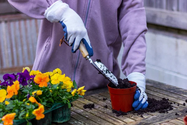Collecting Soil Pot Transplanting Flowers Planting Step — Stock Photo, Image
