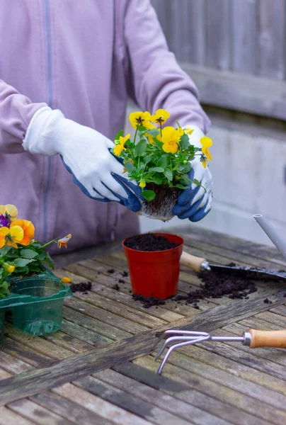 stock image placing a yellow viola flower in a pot for transplanting. planting step 4