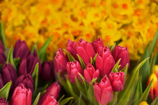 Rosa Tulpen Großaufnahme Gegen Gelbe Narzissen Ein Natürlicher Frühling Blumen — Stockfoto