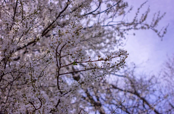 Albero Fiorito Primavera Con Fiori Bianchi Giardino Natura Sfondo — Foto Stock