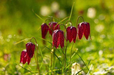 Botanik bahçesinde açan bahar çiçekleri. Mor yılanlar tüyler ürpertici.