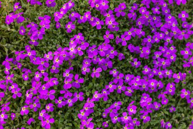 mavi ve mor aubrieta çiçekleri, doğa arka planı