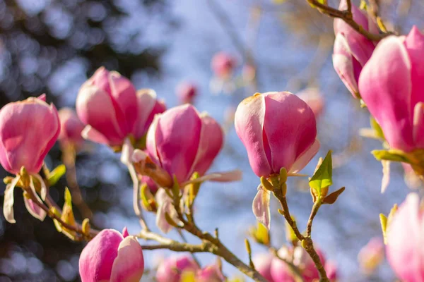 Närbild Vacker Blommande Magnolia Träd Med Rosa Blommor Trädgården — Stockfoto