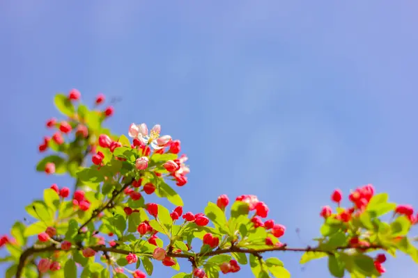 Vacker Blommande Äppelträd Med Vita Och Rosa Blommor Blå Himmel — Stockfoto
