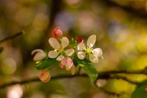 Närbild Blommande Vita Och Rosa Blommor Äppelträd Trädgården — Stockfoto