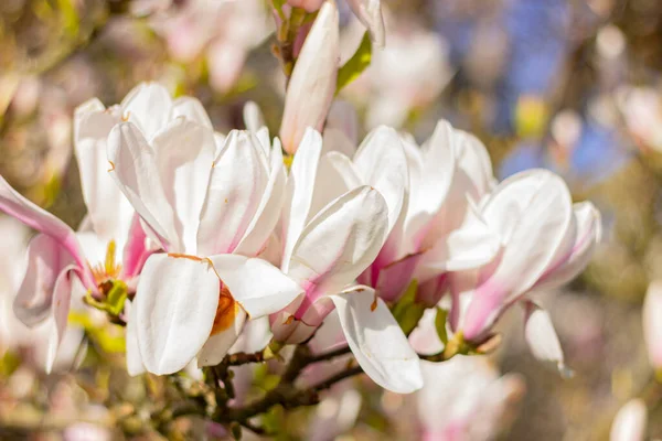 Närbild Blommande Vita Magnolia Blommor Trädgården — Stockfoto