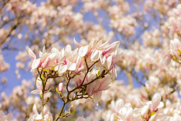 Blommar Med Vita Blommor Magnolia Träd Parken — Stockfoto