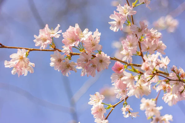 Mooie Bloeiende Sakura Boom Met Witte Bloemen Tuin — Stockfoto