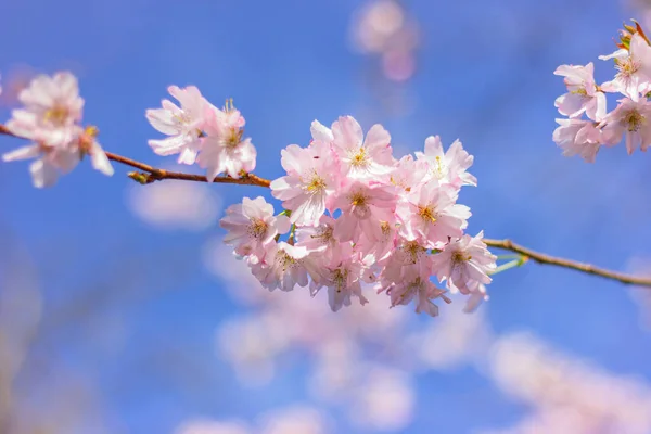 Zblízka Kvetoucí Bílé Růžové Sakura Květiny Zahradě — Stock fotografie