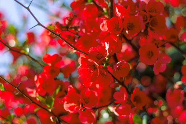 Arbusto Chaenomeles Japonica Con Hermosas Flores Rojas Cerca —  Fotos de Stock