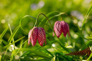 Mor yılanlar tüylü saçlar yapar. Botanik bahçesinde açan bahar çiçekleri.