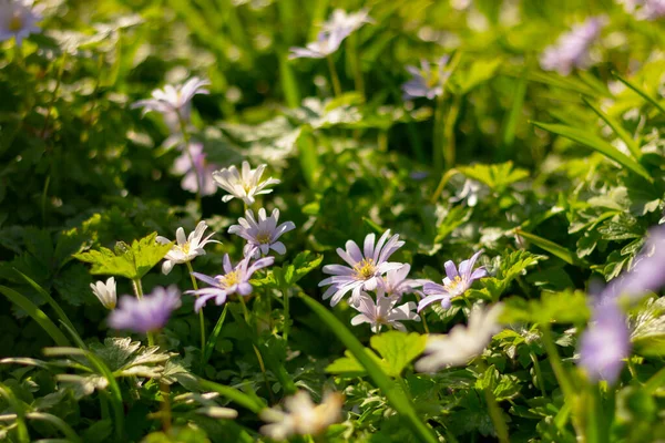 Kwitnące Wiosenne Kwiaty Ogrodzie Botanicznym Niebieski Fioletowy Blanda Czarujący Anemon — Zdjęcie stockowe