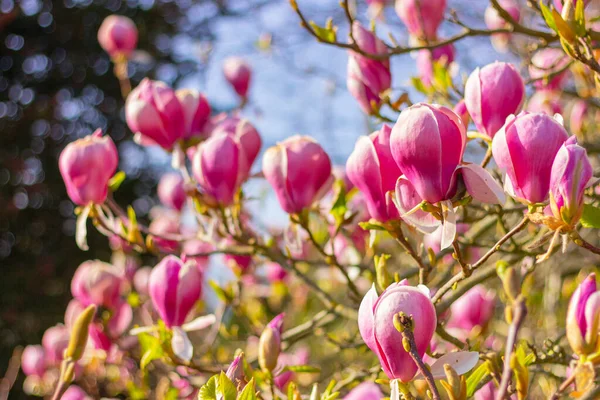 Vacker Blommande Magnolia Träd Med Rosa Blommor Trädgården — Stockfoto