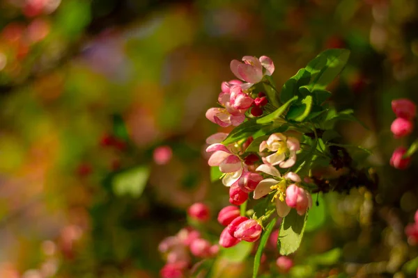 Vita Rosa Blommor Blommor Äpple Träd Trädgården — Stockfoto