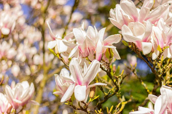 Blommande Vita Magnolia Blommor Trädgården — Stockfoto
